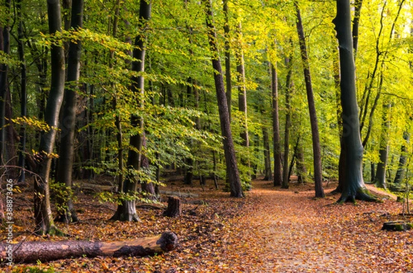 Fototapeta lovely walking path between trees in the Leuvenum forest in autumn