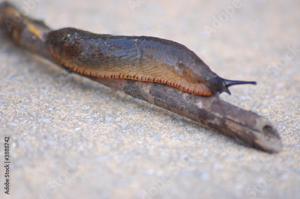Obraz Garden Slug 2