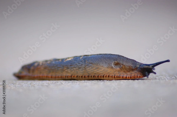Obraz Garden Slug 4