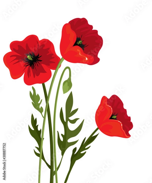 Fototapeta Three poppy