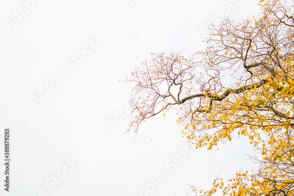Obraz Tree branch template on a white background for your creativity