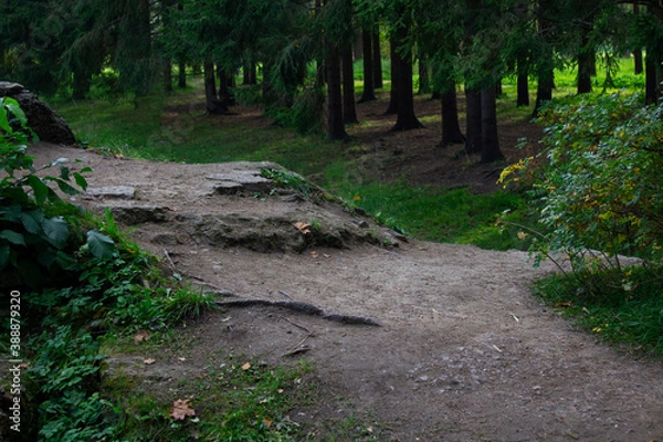 Fototapeta View of the path on the background of a green forest