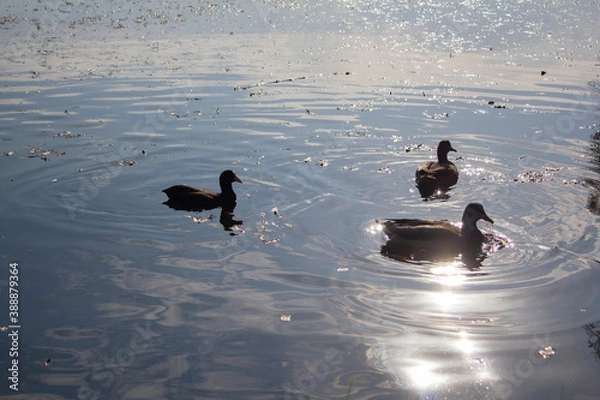 Fototapeta Three ducks swim in the Park's pond in the sunset glow