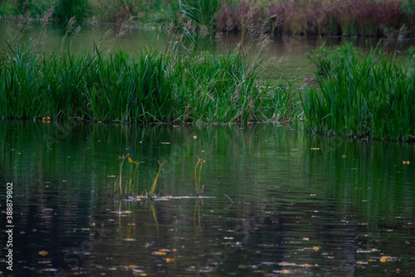 Fototapeta Landscape with a view of a dark lake with reeds and grass growing in it