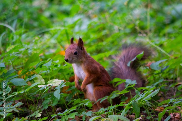 Fototapeta A funny red squirrel froze in the green grass
