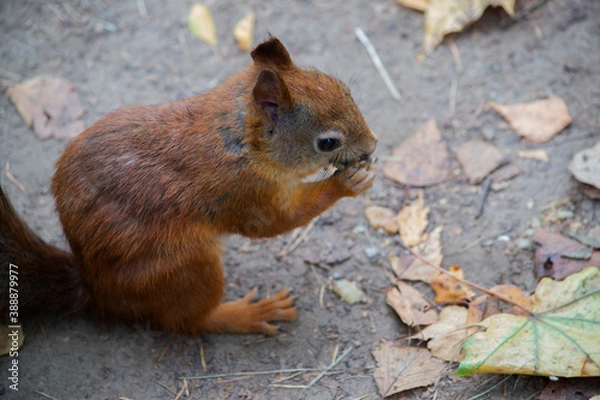 Fototapeta Red-haired squirrel nibbles a nut in the Park
