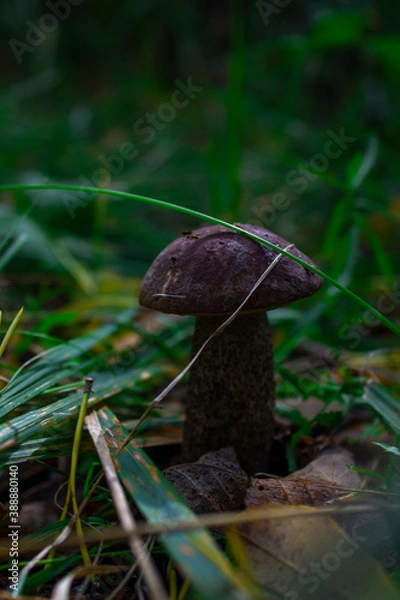 Fototapeta A brown mushroom hid in the green grass
