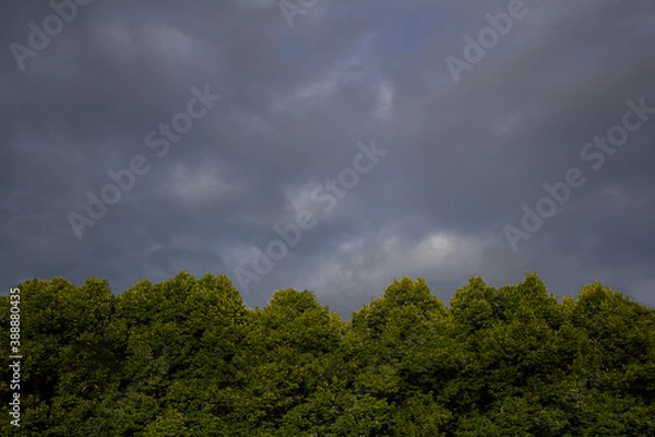 Fototapeta Green trees against a cloudy blue sky