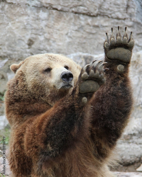Fototapeta Brown bear shaking his paws