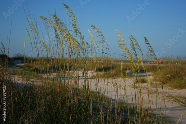 Obraz Beach Grass 3