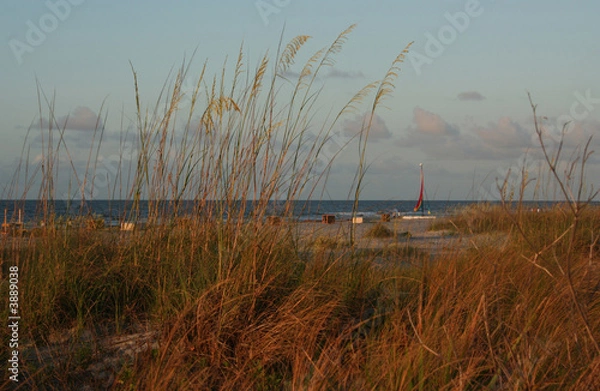 Obraz beach grass 2