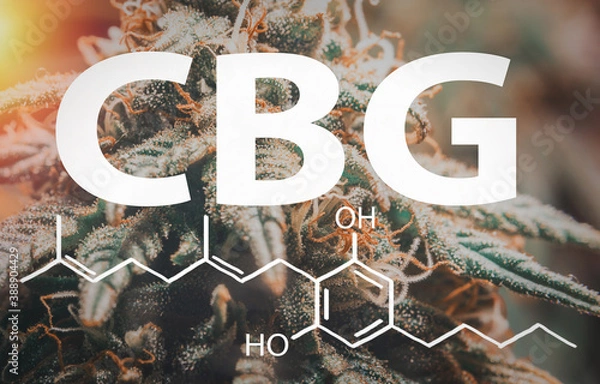 Fototapeta Macro of Marijuana flower with the CBG Cannabigerol letters and chemical structure