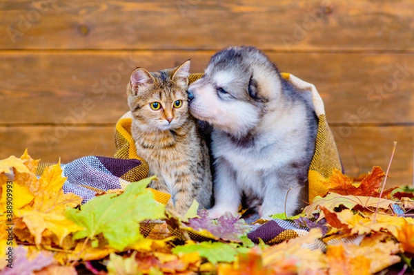 Fototapeta The kitten and the puppy are sitting under a checkered blanket outside in a pile of dry maple leaves and the puppy sniffs the kitten as if kissing. Cozy autumn