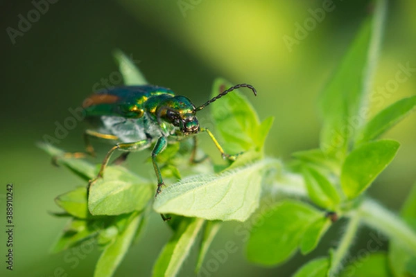 Obraz The Spanish fly (lat. Lytta vesicatoria), of the blister beetle family (Meloidae).