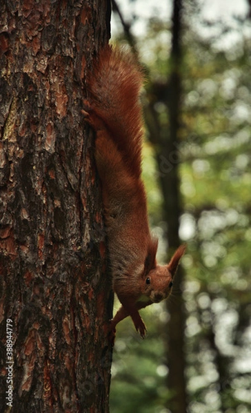 Fototapeta Squirrel hangs upside down on a pine trunk. Close-up.