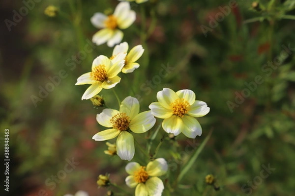 Fototapeta 秋の公園に咲くウインターコスモスの黄色と白のグラデーションの花