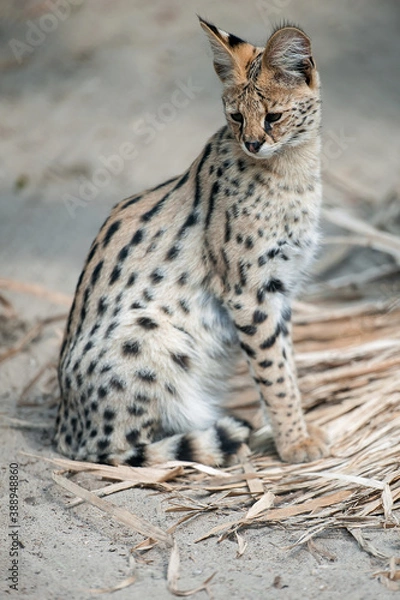 Obraz Leptailurus serval. A portrait of a serval  sitting in the green grass. Wild cat native to Africa. Black dotted beige brown big wild cat. Blurry  background