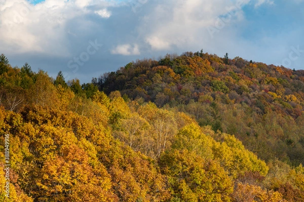 Fototapeta 10月終盤の美瑛の紅葉