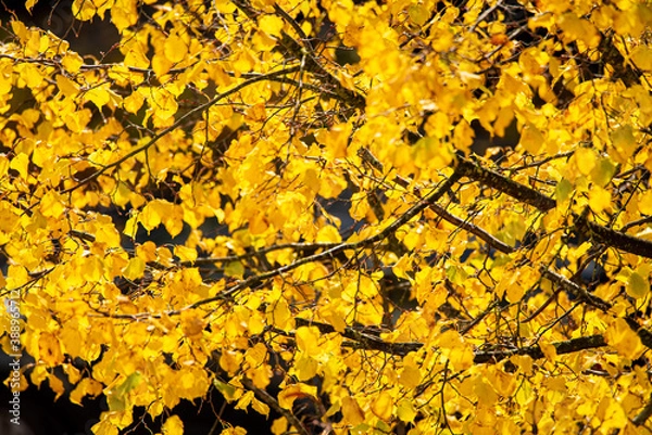 Fototapeta Beautiful selective focus on bright yellow fall leaves on a tree