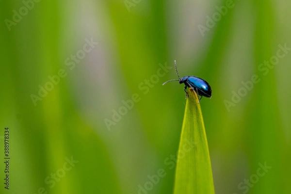 Fototapeta bug on a green leaf