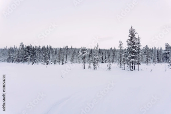 Fototapeta a fabulous winter forest covered with white snow far beyond the Arctic Circle on a frosty winter clear day