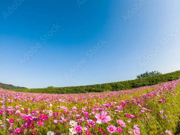 Fototapeta 秋桜　青空と土手
