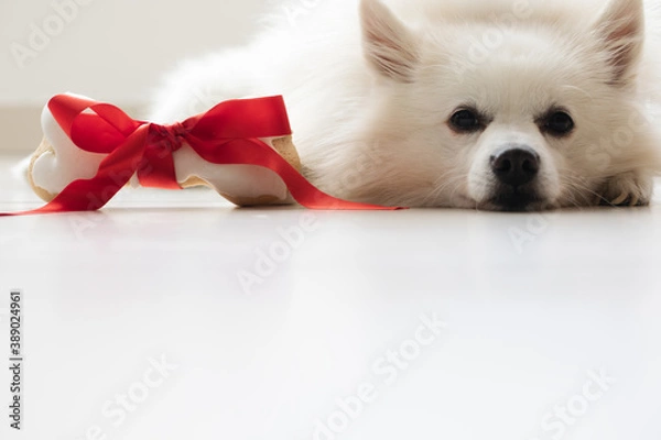 Fototapeta white Dog bone with red bow lying on the flore. gift for the dog. dog snack. present.
