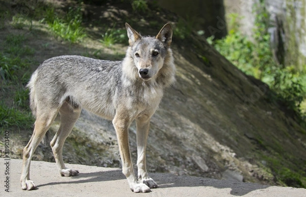 Obraz Grey Wolf Forest nurse