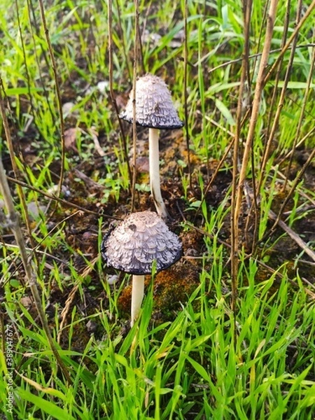 Obraz mushroom in the forest