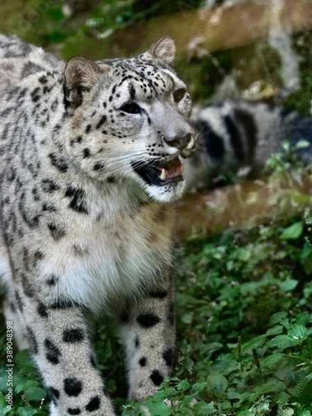 Fototapeta ユキヒョウ