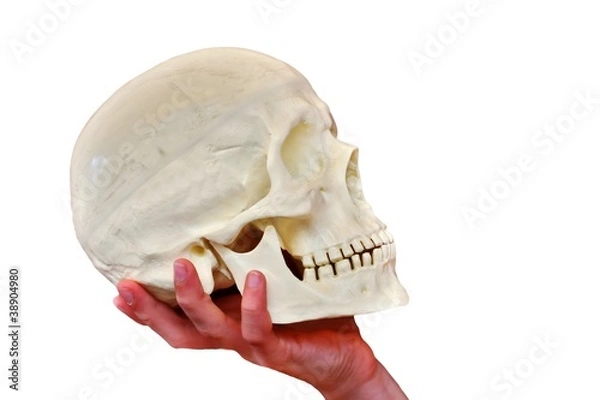 Fototapeta skull and white background