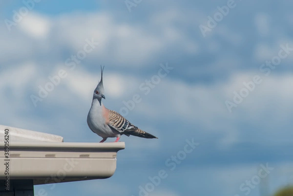 Obraz Crested Pigeon on a roof