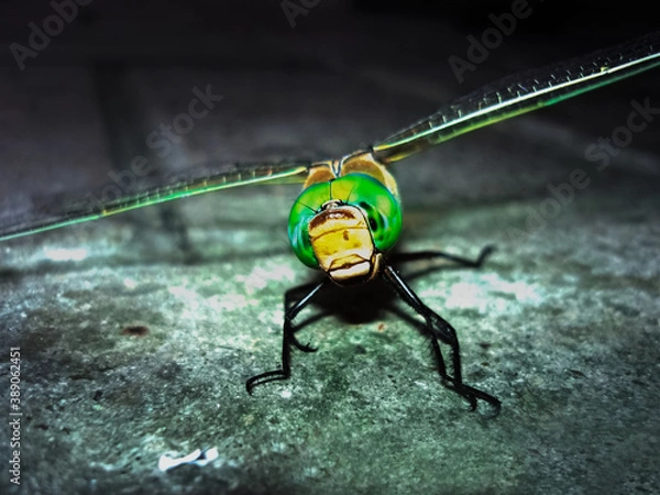Obraz Dragonfly Resting on Stone