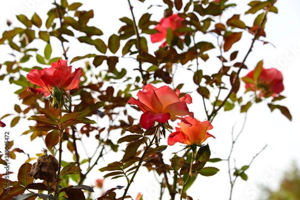 Fototapeta オレンジ系の色のバラ