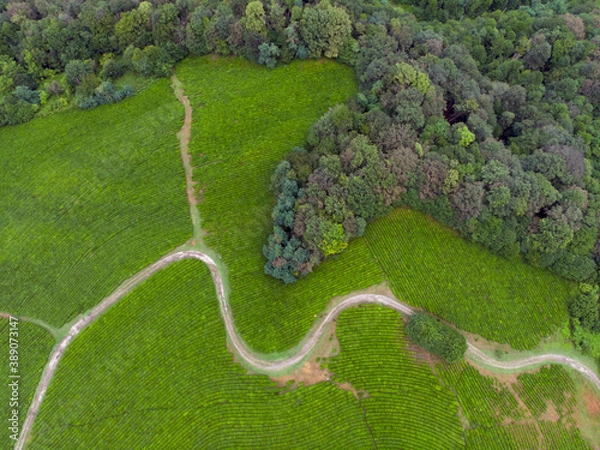 Obraz Aerial view of autumn mountain landscape with evergreen pine trees and yellow fall forest.