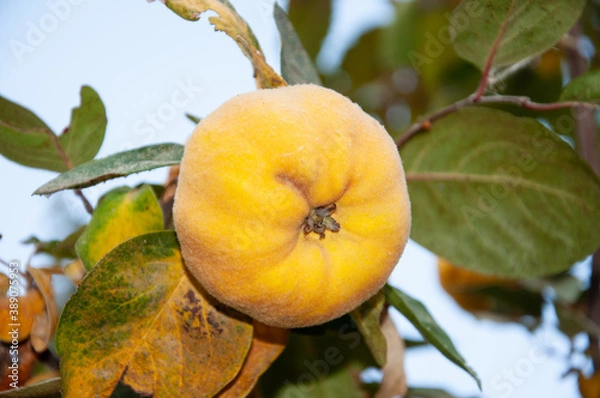 Fototapeta Ripe yellow quince fruits grow on quince tree with green foliage in autumn garden