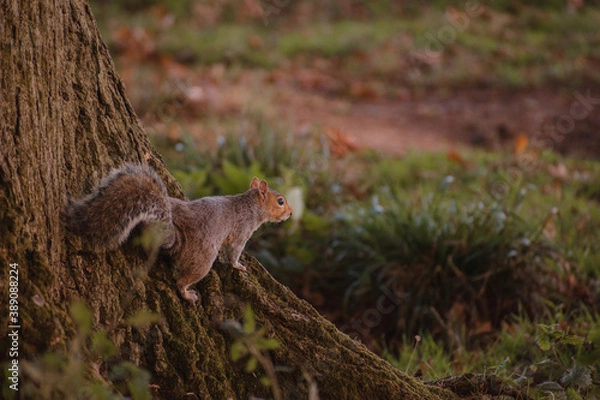 Obraz Autumn squirrel on a tree 
