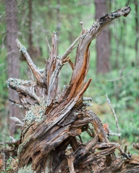 Fototapeta an old snag from a fallen tree in the forest