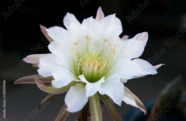 Obraz Night-blooming cereus