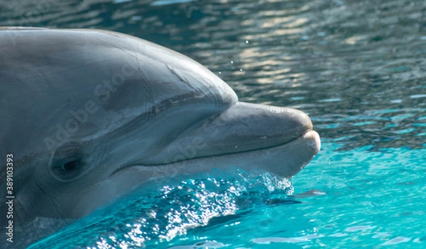 Fototapeta dolphin face in the water