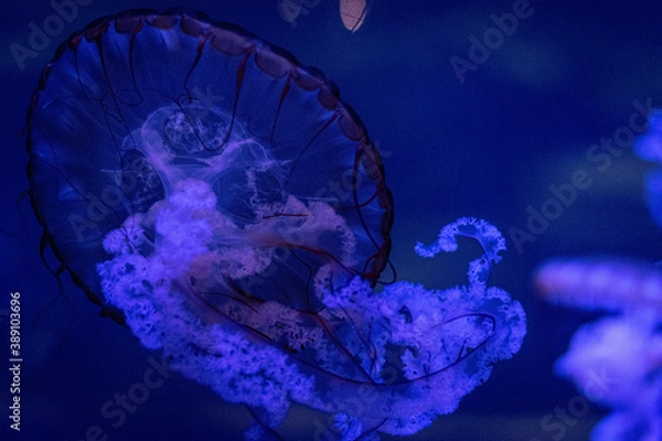 Obraz jellyfish in blue