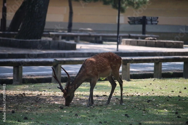 Obraz 食事中の鹿
