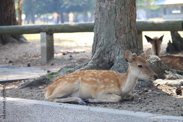 Obraz 休む鹿