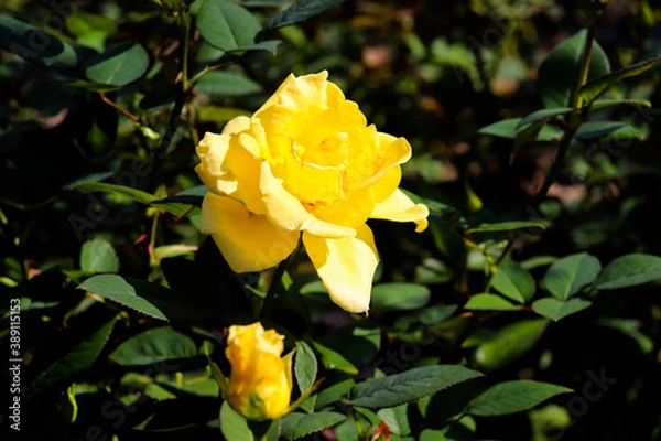 Fototapeta イエロー バラ 薔薇 ローズ 黄色