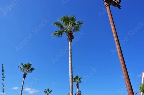 Obraz 館山のヤシの木