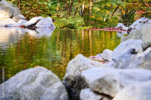 Obraz river in the forest