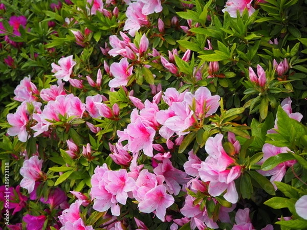 Obraz OLYMPUS DIGITAL CAMERA