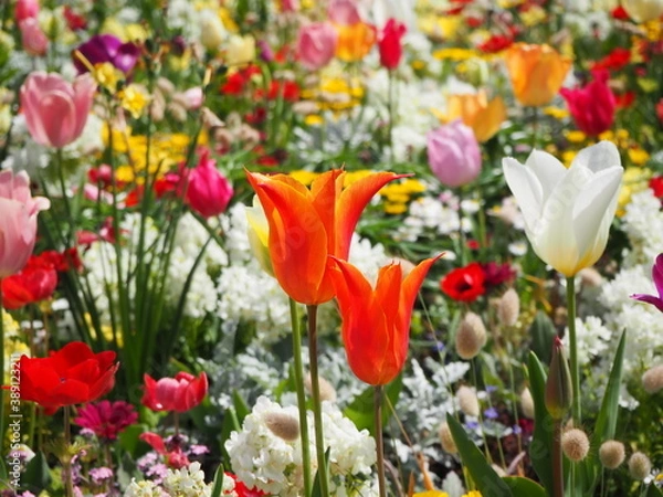 Obraz OLYMPUS DIGITAL CAMERA