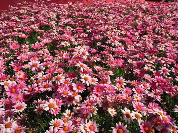 Obraz OLYMPUS DIGITAL CAMERA