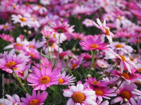 Obraz OLYMPUS DIGITAL CAMERA